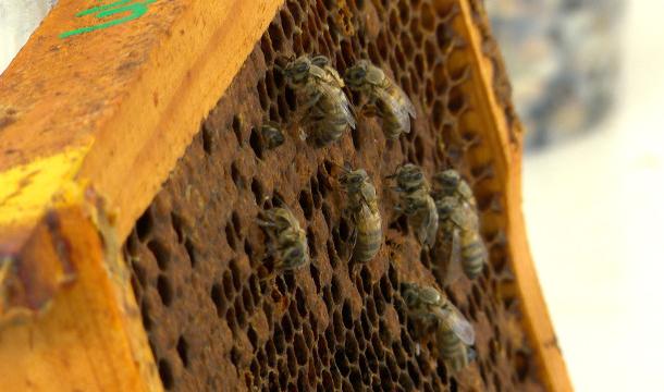 Des apiculteurs "traquent" la plus grande menace pour les abeilles