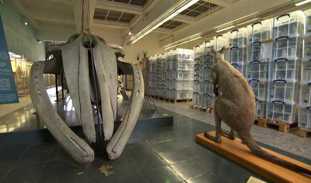 25 000 spécimens mis en boîte au Musée de Zoologie
