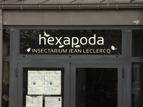 6 millions d'insectes rapatriés au musée Hexapoda de Waremme