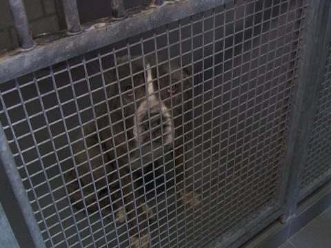 Le Noël des Animaux à la Société Royale Protectrice des Animaux