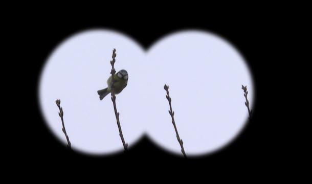 A vos jumelles : quels oiseaux voyez-vous dans vos jardins ?