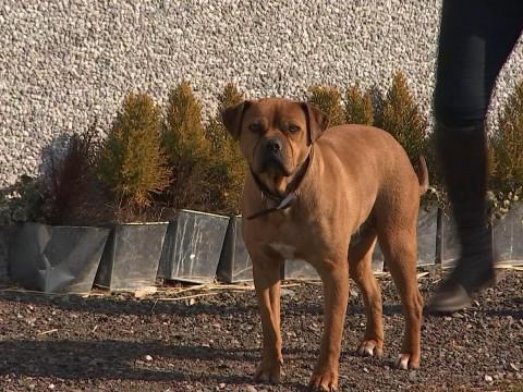 Aider les animaux à affronter le froid