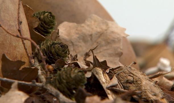 Aux murmures des branches  par le collectif Huy Art Plastic 