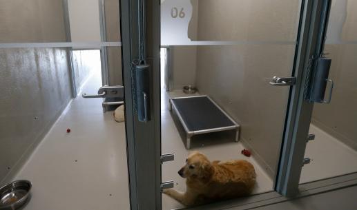 Awans offre un stage de socialisation aux chiens adoptés dans un refuge