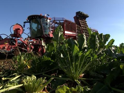 Campagne Betteravière: visite de la sucrerie de Wanze