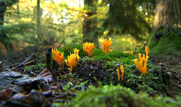 Chasse aux champignons avec des mycologues de l'ULiège