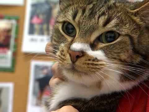 Chiens et chats donneurs de sang 
