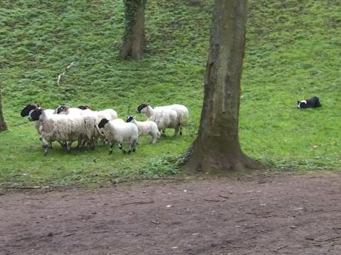 Cointe : les moutons ont été retirés... mais ils reviendront !