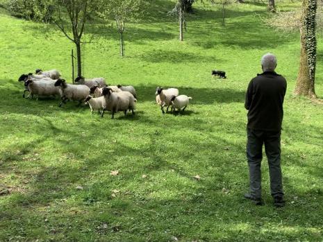 Cointe : les moutons sont revenus !