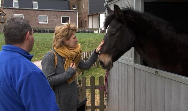 Des aides pour les refuges animaliers suite à la crise sanitaire