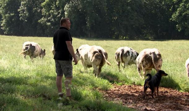 Des chiffres pour casser le stéréotype de la pollution bovine