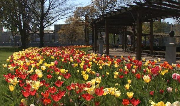 Des tulipes et des roses pour illuminer le Parc de la Boverie