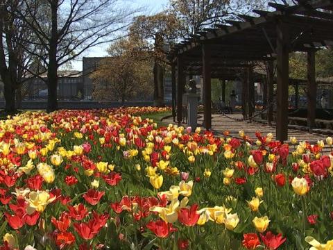 Des tulipes et des roses pour illuminer le Parc de la Boverie