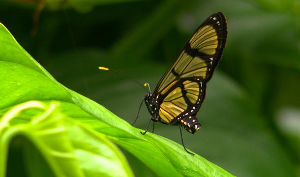 Expo "Papillons en liberté" : arrivée d'un colis... très spécial 