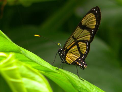 Expo "Papillons en liberté" : arrivée d'un colis... très spécial 