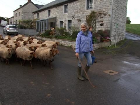 Ferrières: Dernière transhumance pour les brebis de My