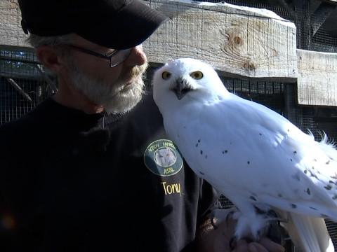 Un Harfang des neiges (Harry Potter) parmi 60 rapaces réfugiés à Flémalle