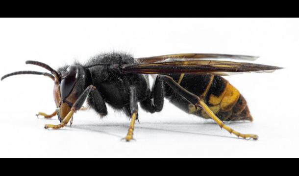 Flémalle : à la recherche d'un nid de Frelons 