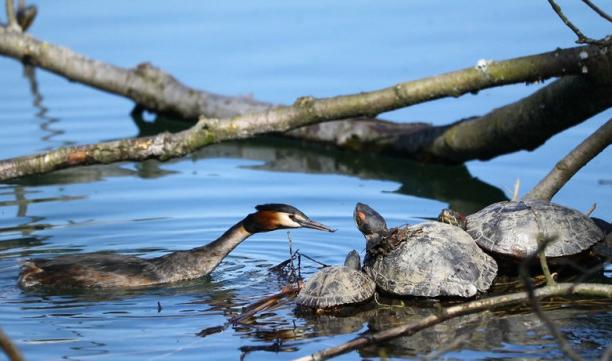Gravière Brock : les tortues menacent les oiseaux 