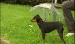 Cerexhe-Heuseux: Parapluies pour chien