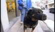 Seraing : non aux chiens dangereux.