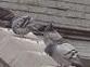 Braives: chasse aux pigeons