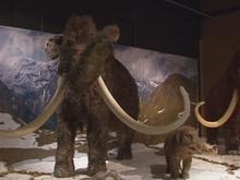 Géants de l' âge de glace au Préhistomuseum