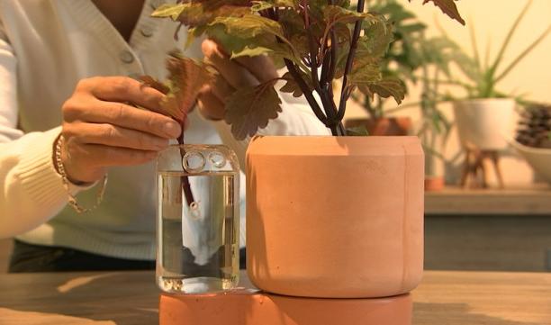 Innovation liégeoise dans le bouturage 