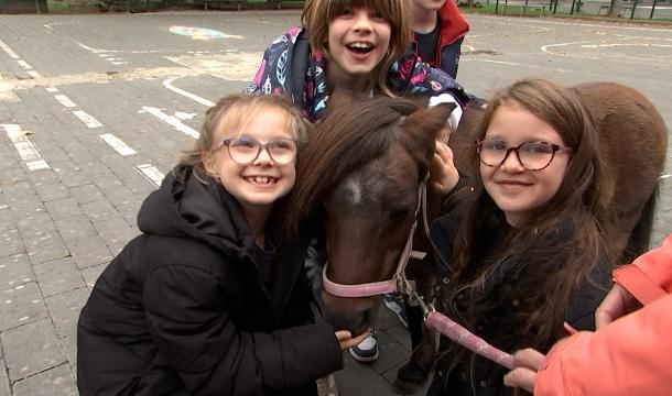 Journée riche en émotions avec 2 poneys pour les élèves de primaires de l'Athénée de Huy