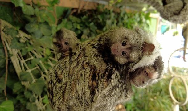 Jumeaux ouistitis : double naissance à Huy
