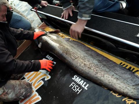 King Clonk, la seule compétition de pêche aux silures de Belgique