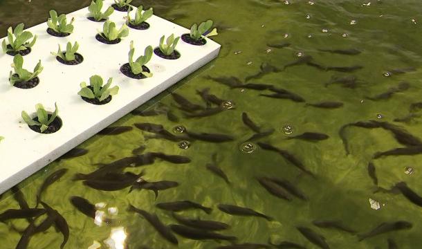 L'aquaponie fait collaborer les poissons et les légumes