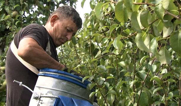 La belle arrière-saison profite aux arboriculteurs: on récolte sur tous les fronts