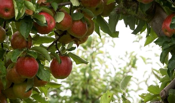 La cueillette de pommes ouverte au grand public à Cras-Avernas