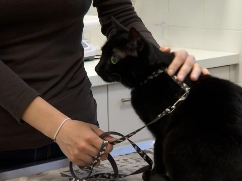 La Fondation Prince Laurent prend en charge les animaux des réfugiés ukrainiens