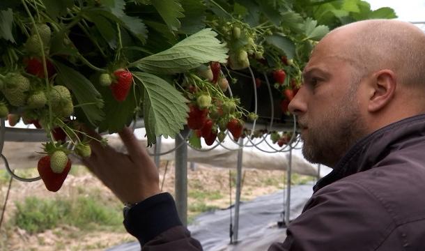 Les fraises se cultivent aussi à Dolembreux