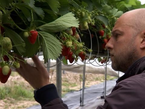 Les fraises se cultivent aussi à Dolembreux