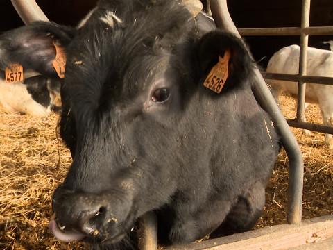 Révolte agricole : Les éleveurs hesbignons se mobilisent ! 
