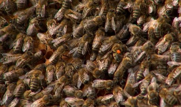 La production de miel impactée par les fortes pluies