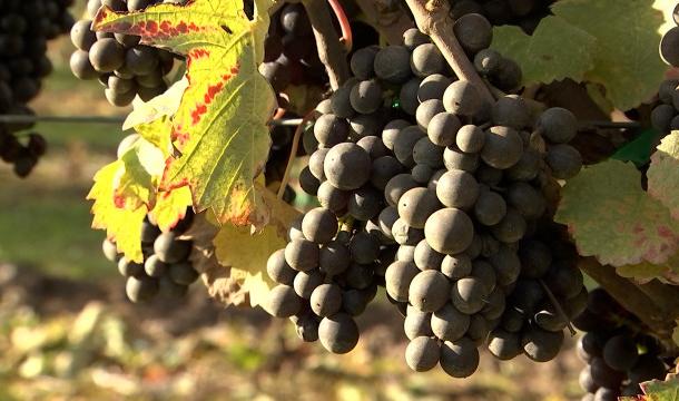 La Province de Liège a le vin en poupe