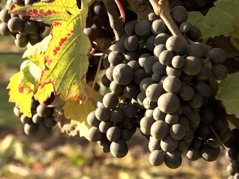 La Province de Liège a le vin en poupe