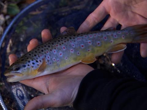 La saison de la pêche à la truite est lancée !