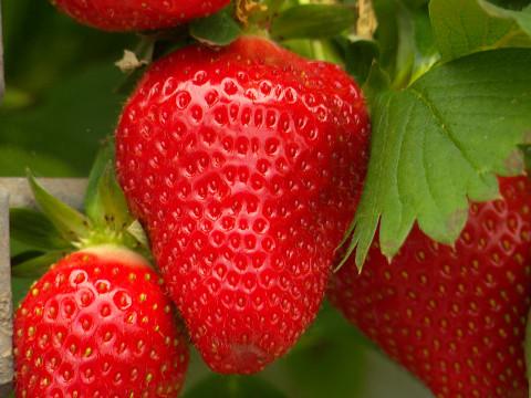 La saison des fraises a démarré en douceur