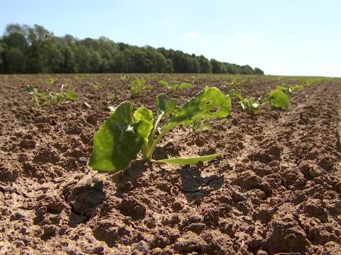 La sécheresse s'installe dans les campagnes 