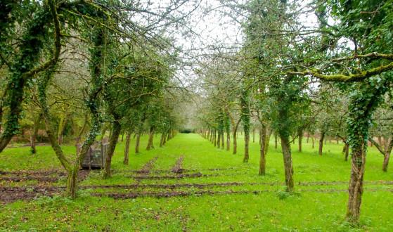 Lancement du projet de plantation #YesWePlant en Wallonie