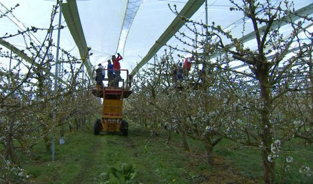 Le gel stresse les arboriculteurs