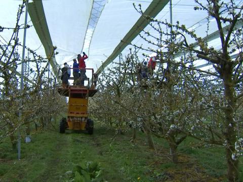 Le gel stresse les arboriculteurs