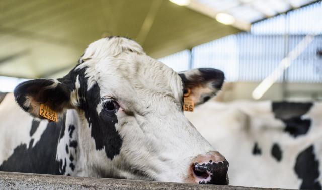 Le label belge de viande bovine durable "Pré de chez nous" est lancé