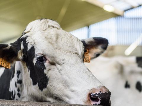 Le label belge de viande bovine durable "Pré de chez nous" est lancé