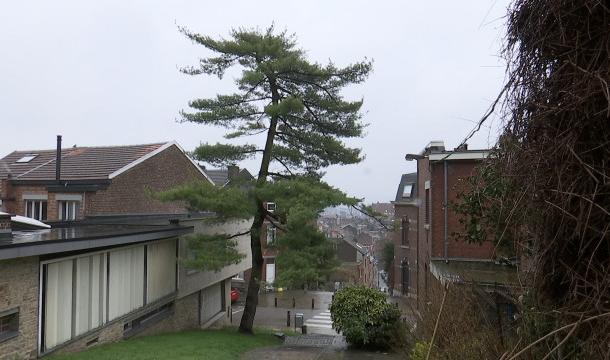 Le pin du Laveu : abattage "totalement inapproprié", estime la Ville de Liège